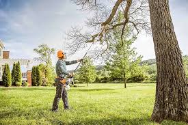 Reliable Elgin, MN Tree Care Solutions