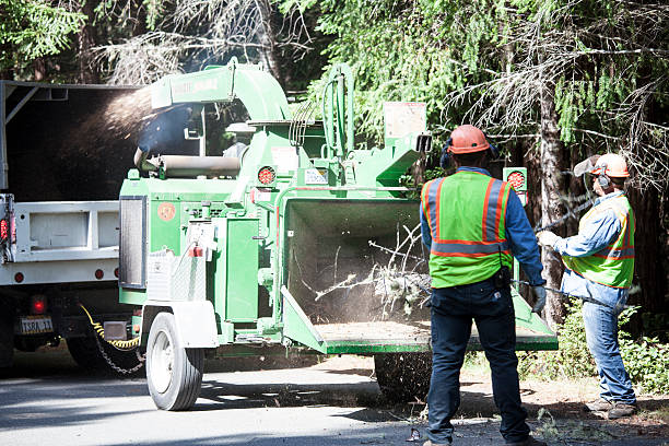 Tree and Shrub Care in Elgin, MN